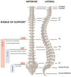 EXOS Form Back Bracing Support II 626