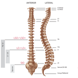 PROCARE Sacro-Lumbar Support with Compression Straps